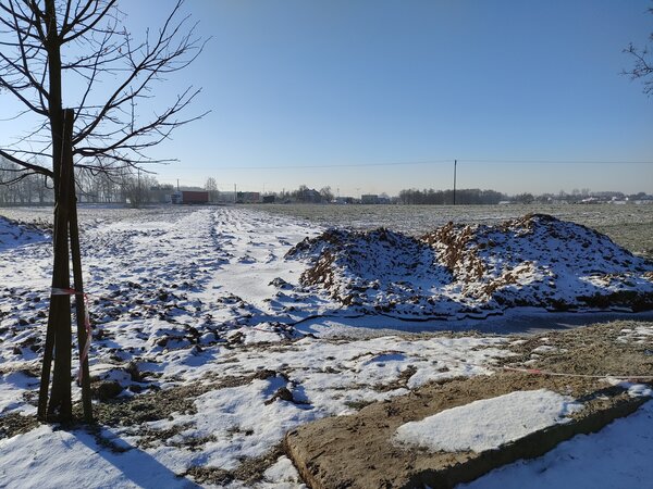 drzewo, pole, ziemia